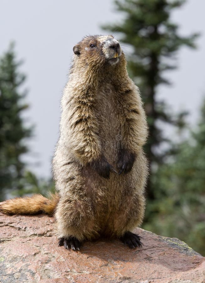 A Hoary Marmot Sitting in Front of Its Den in Mt Rainier National Park ...