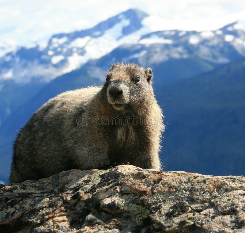 Hoary Marmot in the Alpine