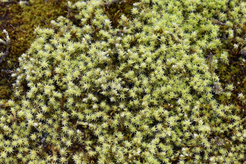 https://www.dreamstime.com/hoary-rock-moss-racomitrium-woolly-fringemoss-racomitrium-moss-growing-stone-image111182453