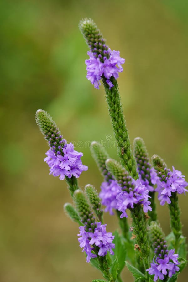 Hoary Vervain Wildflower