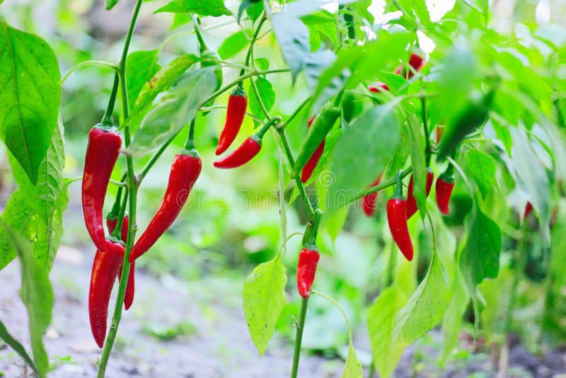 Hoat rött växa för chilipepparhusks royaltyfri foto