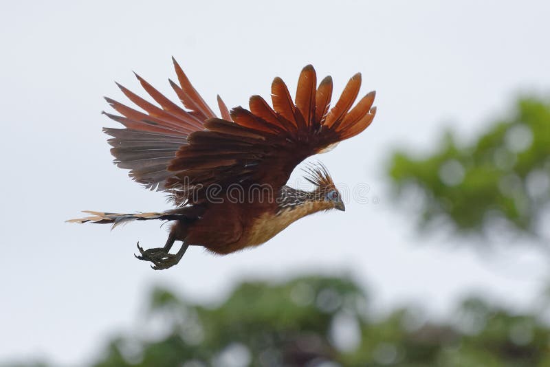 Hoatzin flying - Opisthocomus hoazin - in Cuyabeno Wildlife Reserve - Amazonia, Ecuador