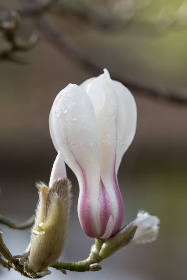 Hobushi magnolia kobus πορφυρό γαριδωτό ππινκιχλευκό λουλούδι. βοτανική εναπόθεση υψηλής ευκρίνειας φωτοπληθώρα βοτανικής χλωρίδας ποικιλία cultivar ή υβριδική ενδημική χλωρίδα στο φυσικό περιβάλλον.