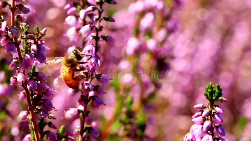 Hochauflösender Film von den Honigbienen, die Heide bestäuben, blüht mit aus Fokus bokeh in der Sommersaison 1080p heraus