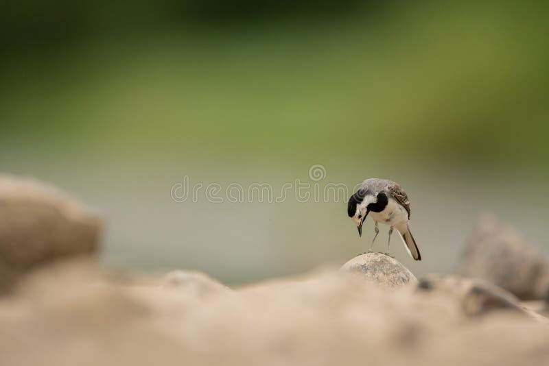 White wagtail, Motacilla alba, sitting on a rock near a river. Portrait of a common songbird with long tail and black and white feather. Intimate portrait of a cute little bird looking for food. White wagtail, Motacilla alba, sitting on a rock near a river. Portrait of a common songbird with long tail and black and white feather. Intimate portrait of a cute little bird looking for food.