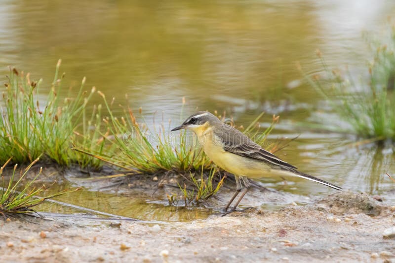 Hochequeue Jaune Orientale Petit Oiseau De Passerine Dans