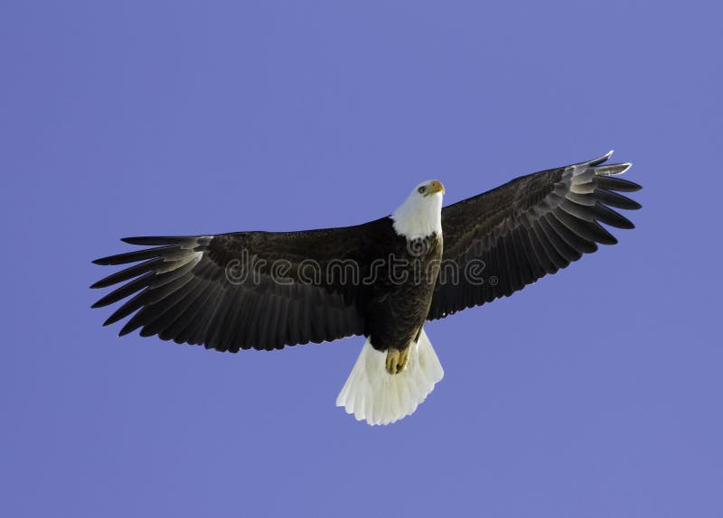 Hochfliegende Unkosten des kahlen Adlers. stockbild Hochfliegende Unkosten des kahlen Adlers. stockbild