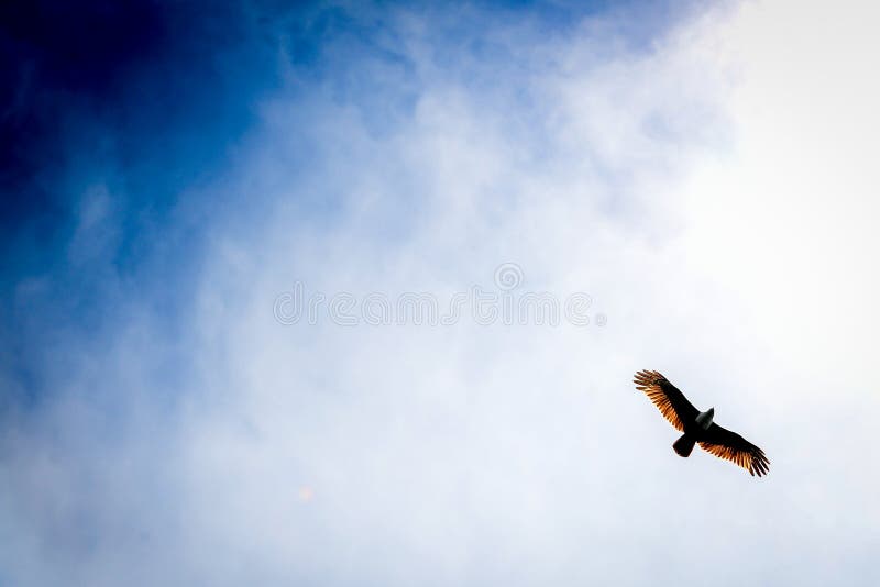 An eagle flying freely in the sky. An eagle flying freely in the sky