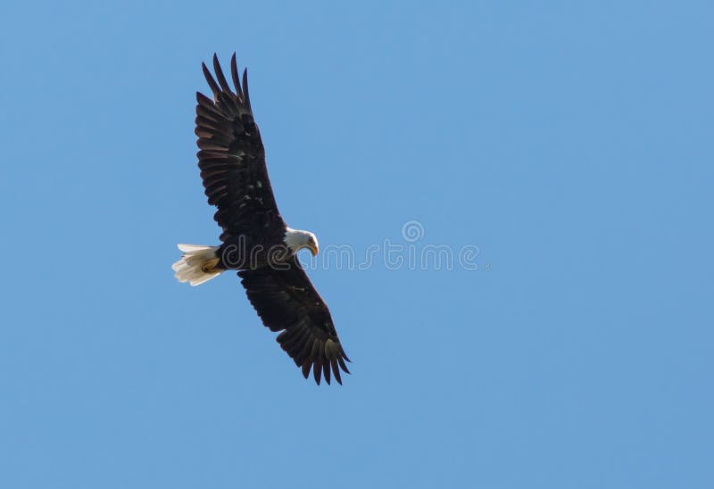 Hochfliegender Weißkopfseeadler lizenzfreies stockbild Hochfliegender Weißkopfseeadler lizenzfreies stockbild