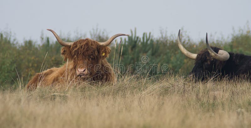 Hochlandviehniederlegung lizenzfreies stockbild Hochlandviehniederlegung lizenzfreies stockbild