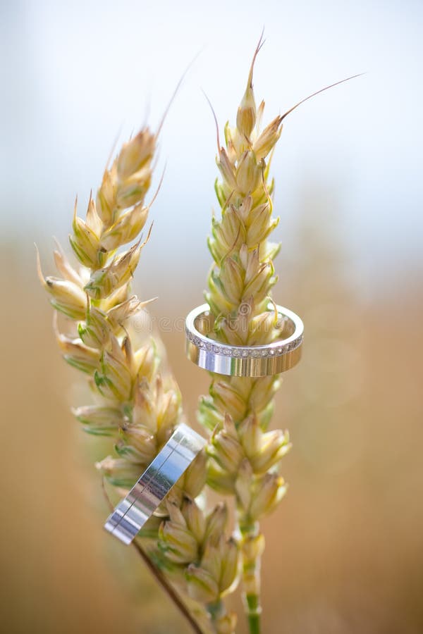 Hochzeitsringe stockfotos Hochzeitsringe stockfotos