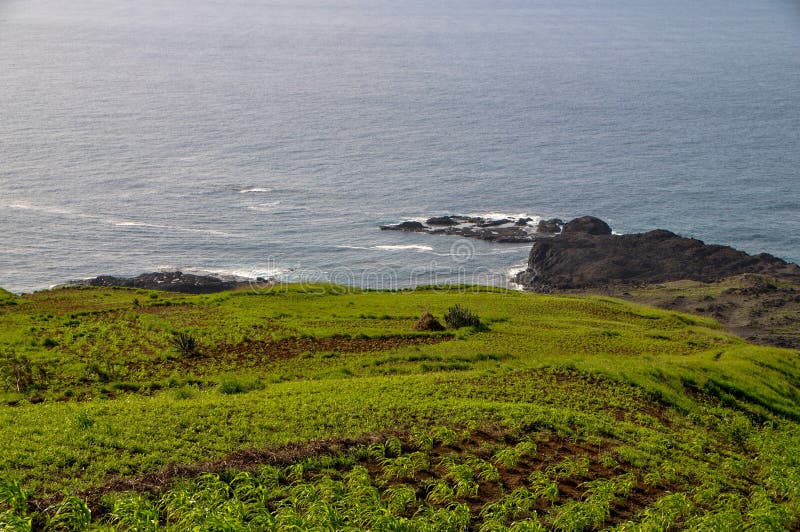 Crop field consisting of corn, lima beans and other plants, over the bay of Salinas, on the village of Sao Jorge, Fogo, Cabo Verde. Crop field consisting of corn, lima beans and other plants, over the bay of Salinas, on the village of Sao Jorge, Fogo, Cabo Verde