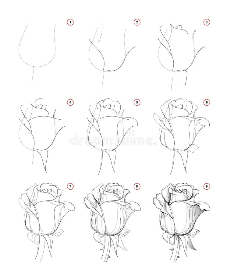 Hoe je stapsgewijs mooie rozenbloem tekent Stap voor stapsgewijze potloodtekening maken Onderwijspagina voor kunstenaars