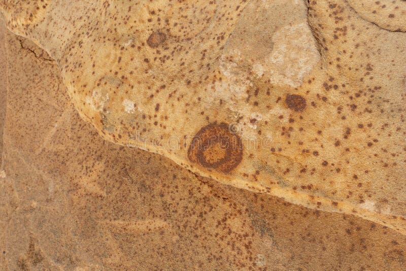 Hoefijzerkromming, Antilopecanions, close-upmening van opgenomen minerale knobbeltjes stock foto's Hoefijzerkromming, Antilopecanions, close-upmening van opgenomen minerale knobbeltjes stock foto's