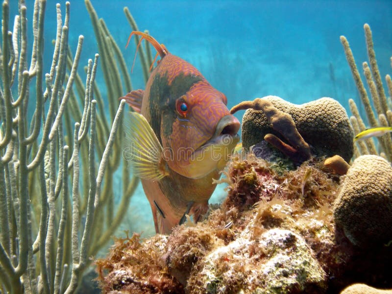 Hog fish stock photo. Image of deep, water, fish, diver 10705924