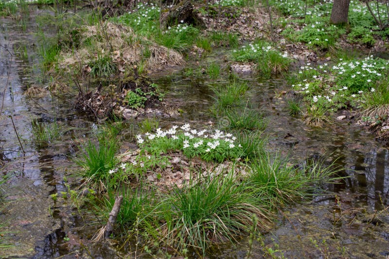 Hog with flowers swamp forest. springtime.