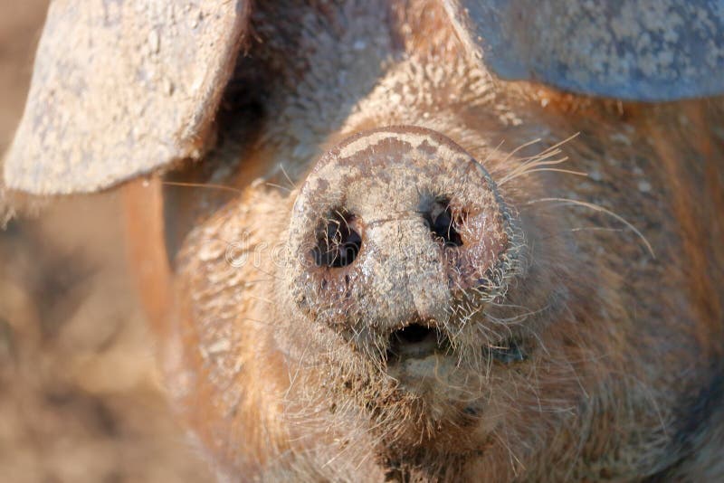 Comment S'appelle Le Nez Du Cochon Le nez du porc photo stock. Image du porc - 43235580