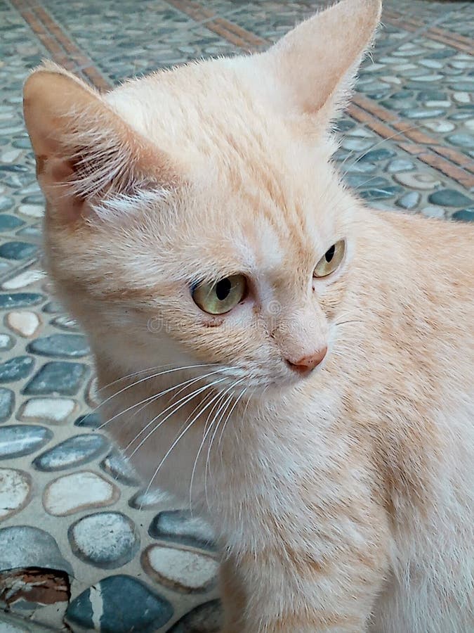 hogar-de-gatitos-suaves-foto-de-archivo-imagen-de-hocico-255593306