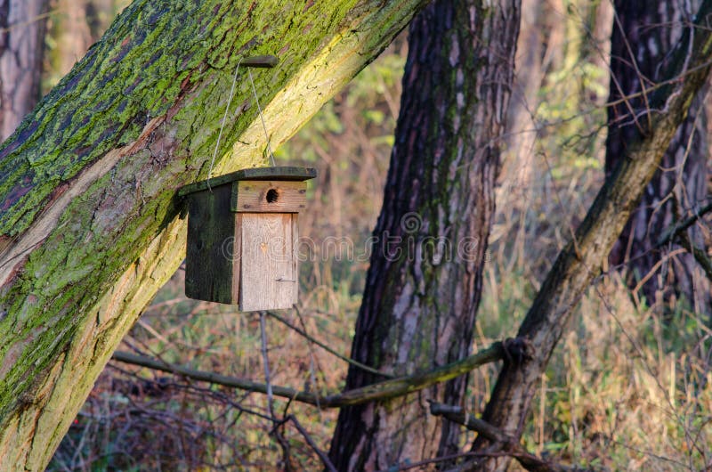 Hogar iluminado por el sol para los pájaros imagenes de archivo Hogar iluminado por el sol para los pájaros imagenes de archivo