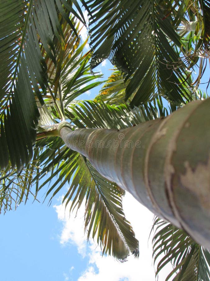 Hoge engel van palmboom en bladeren stock foto's
