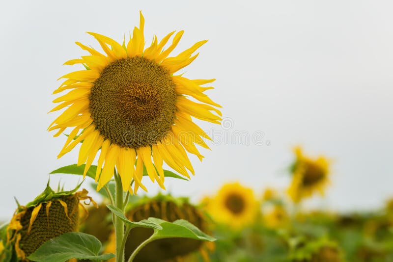 Hoge mooie organische zonnebloem op het landbouwbedrijfgebied Natuurlijke bloemen de zomerachtergrond, exemplaarruimte voor tekst royalty-vrije stock afbeelding Hoge mooie organische zonnebloem op het landbouwbedrijfgebied Natuurlijke bloemen de zomerachtergrond, exemplaarruimte voor tekst royalty-vrije stock afbeelding