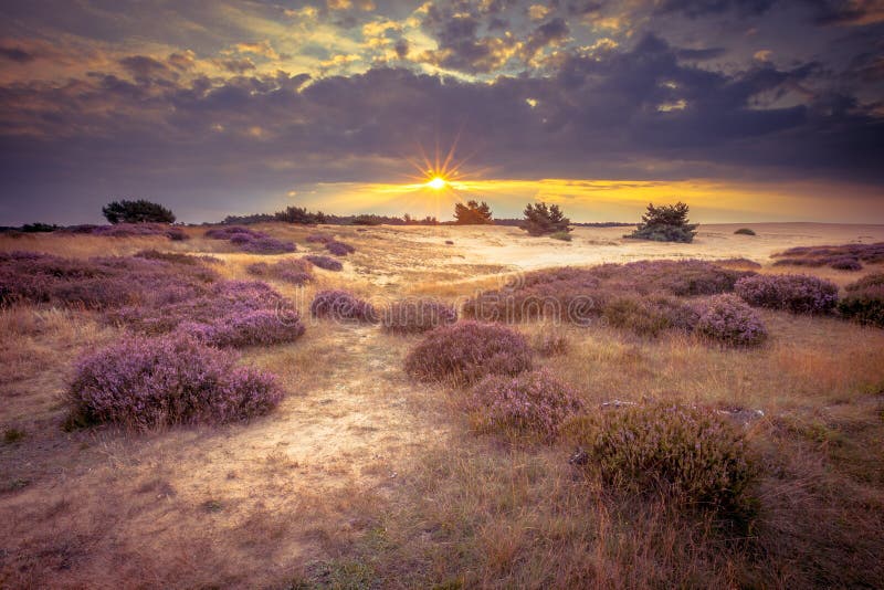 Hoge Veluwe Sand Heathland in retro colors