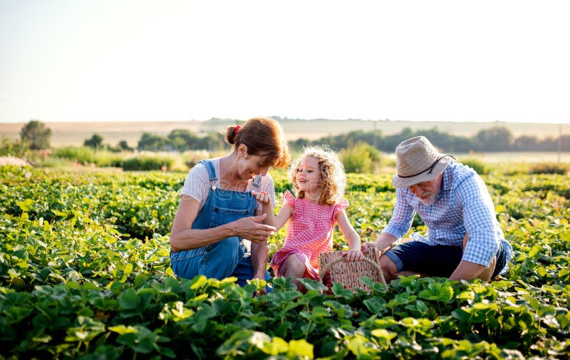 Senior grandparents and granddaughter picking strawberries on the farm. Man, women and a small girl working. Senior grandparents and granddaughter picking strawberries on the farm. Man, women and a small girl working.