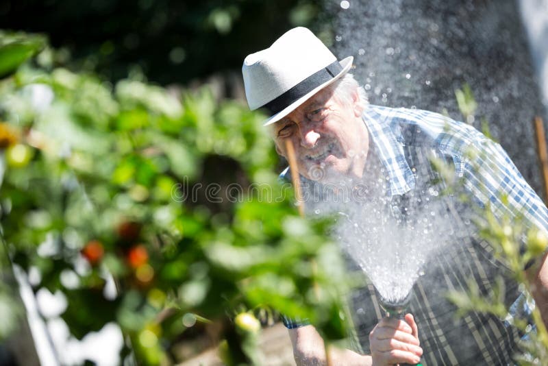 Hogere mens het water geven installaties met een slang royalty-vrije stock afbeelding Hogere mens het water geven installaties met een slang royalty-vrije stock afbeelding