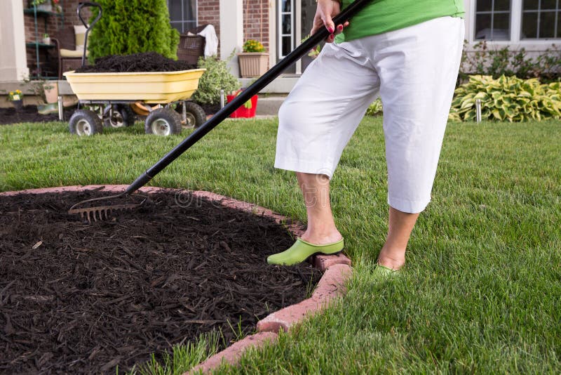 Close up view of the legs of a senior woman in white pants mulching a flowerbed spreading the mulch with a rake. Close up view of the legs of a senior woman in white pants mulching a flowerbed spreading the mulch with a rake
