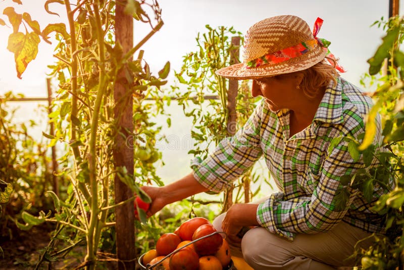 Hogere vrouwenlandbouwer die gewas van tomaten verzamelen bij serre op landbouwbedrijf de landbouw, het tuinieren concept royalty-vrije stock afbeelding Hogere vrouwenlandbouwer die gewas van tomaten verzamelen bij serre op landbouwbedrijf de landbouw, het tuinieren concept royalty-vrije stock afbeelding