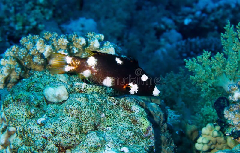 Axilspot hogfish, juvenile, (Bodianus axillaris) in the Red Sea, Egypt. Axilspot hogfish, juvenile, (Bodianus axillaris) in the Red Sea, Egypt.