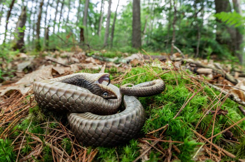 Eastern Hognose Snake playing dead Stock Photo