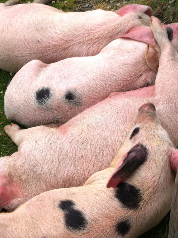 hogs royaltyfria bilder hogs royaltyfria bilder