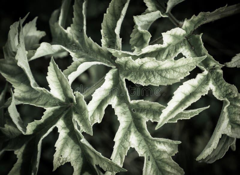 Download Hogweed-Blattmuster stockfoto. Bild von blatt, muster - 47100514