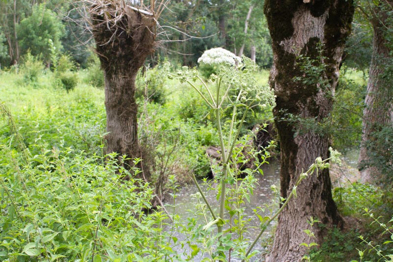 Hogweed plant and pollarded ash trees for typical flora in Green Venice swamp, France, Europe