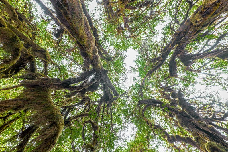 Hoh rain forest weather