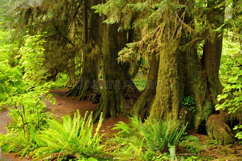 Hoh Rain Forest stock image. Image of scenic, forest 41561313