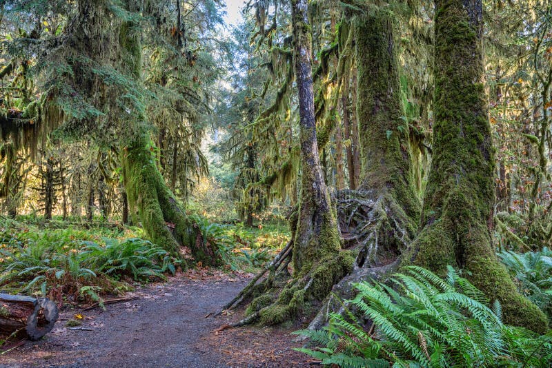 Hoh Rainforest at Olympic National Park Stock Photo - Image of nature ...