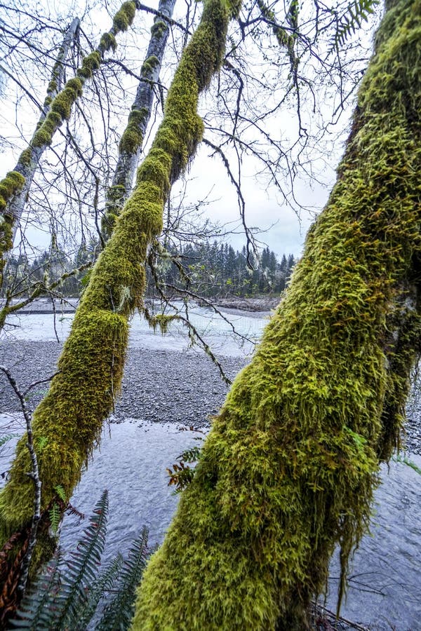 Hoh River at Hoh Rain Forest in Washington FORKS WASHINGTON Stock