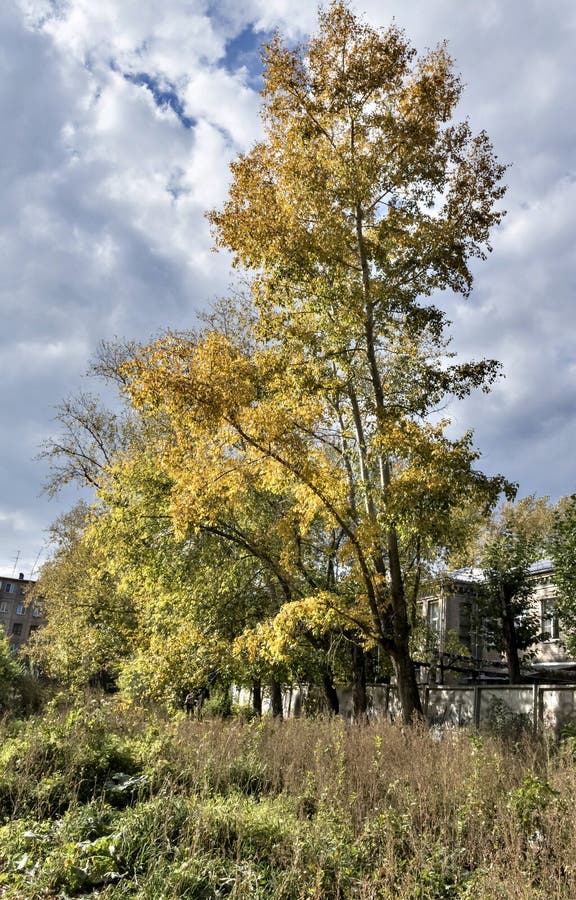Hohe alte Herbstpappel mit Gelb verlässt auf Himmelhintergrund stockfoto Hohe alte Herbstpappel mit Gelb verlässt auf Himmelhintergrund stockfoto