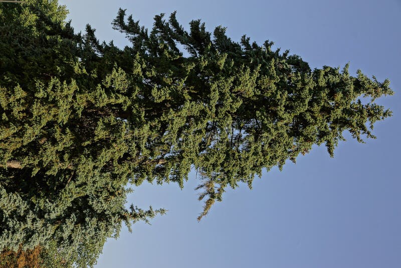 Hohe Fichte im Park gegen den Himmel stockbild Hohe Fichte im Park gegen den Himmel stockbild