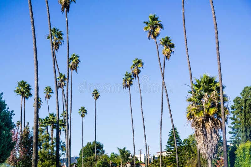 Hohe Palmen, die im West-Los Angeles, Kalifornien wachsen stockfotografie Hohe Palmen, die im West-Los Angeles, Kalifornien wachsen stockfotografie