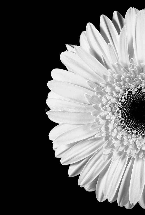 Hohe Taste getrenntes Gerbera-Recht stockfoto Hohe Taste getrenntes Gerbera-Recht stockfoto