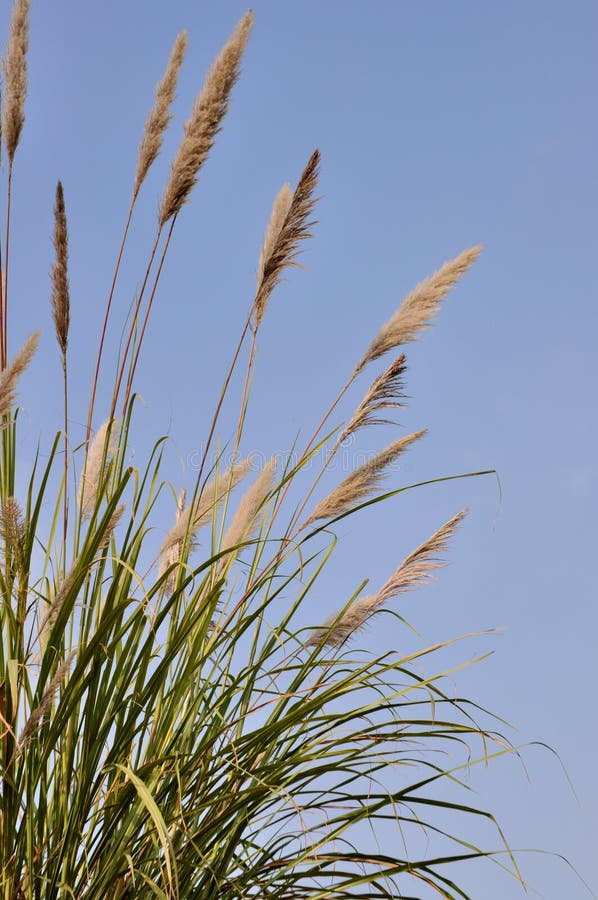 Hohes Gras lizenzfreie stockfotografie Hohes Gras lizenzfreie stockfotografie