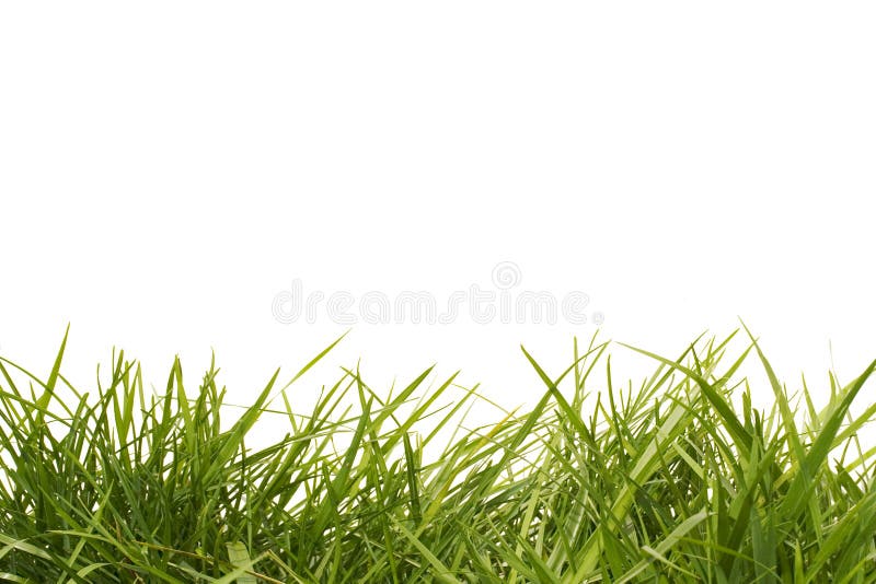 Hohes Gras stockbild. Bild von grün, jahreszeit, garten