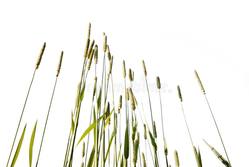 Hohes Gras stockbild. Bild von grün, jahreszeit, garten