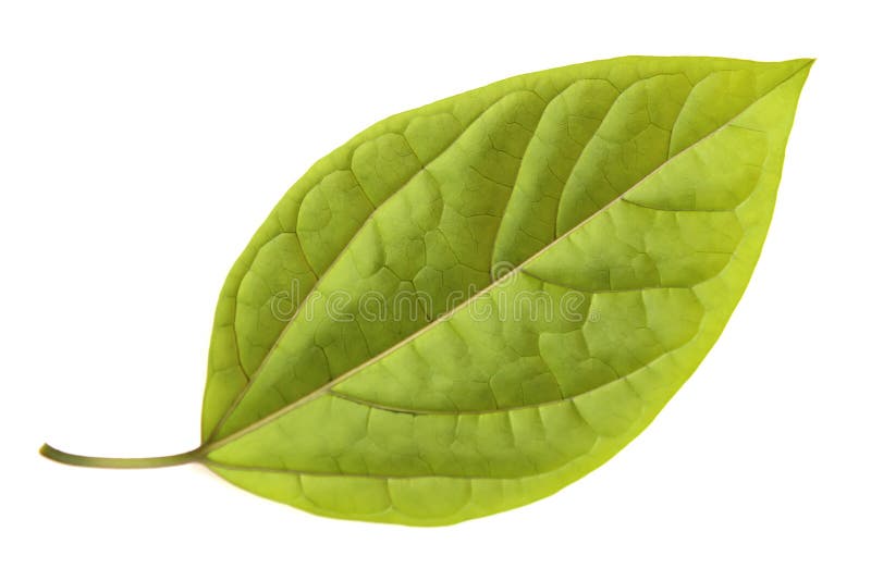 Hoja Aislada En El Fondo Blanco Foto de archivo Imagen de travieso