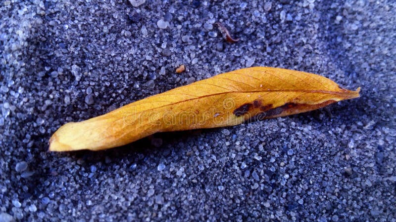 Hoja amarillo-naranja fotografía de archivo Hoja amarillo-naranja fotografía de archivo