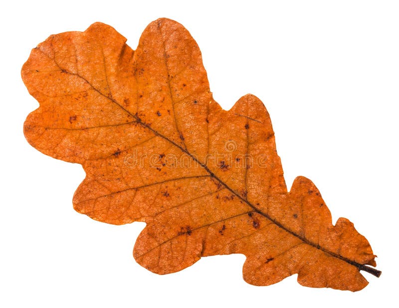 hoja anaranjada caida otoño del roble aislada fotografía de archivo libre de regalías hoja anaranjada caida otoño del roble aislada fotografía de archivo libre de regalías