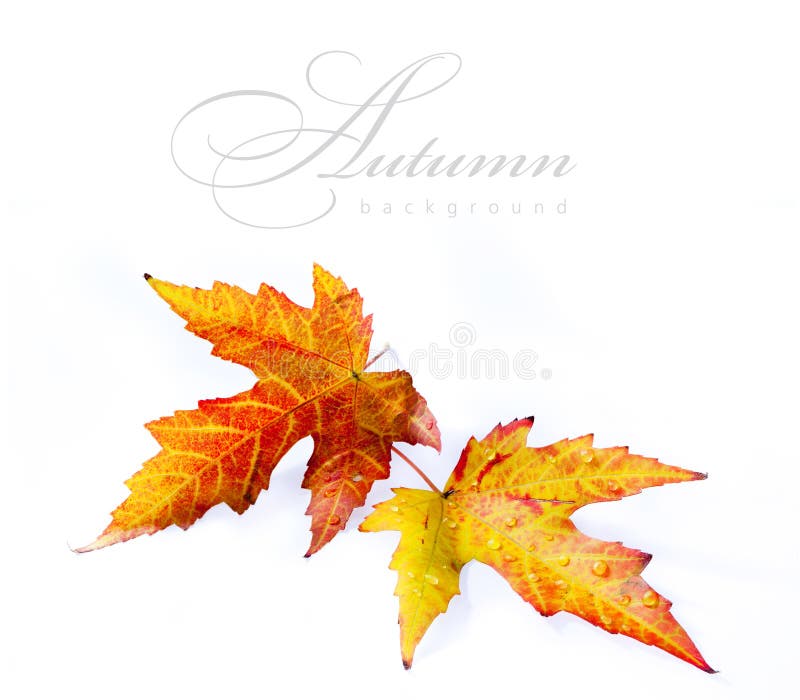 Hoja anaranjada del otoño aislada en el fondo blanco imagen de archivo libre de regalías Hoja anaranjada del otoño aislada en el fondo blanco imagen de archivo libre de regalías